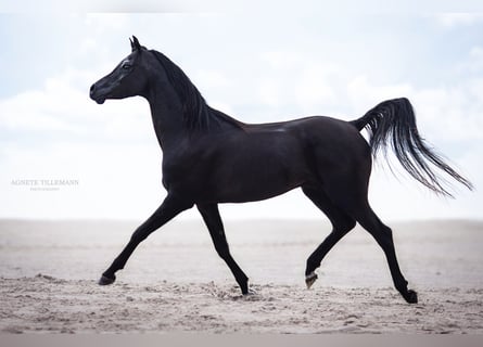 Vollblutaraber, Hengst, 13 Jahre, 158 cm, Rappe