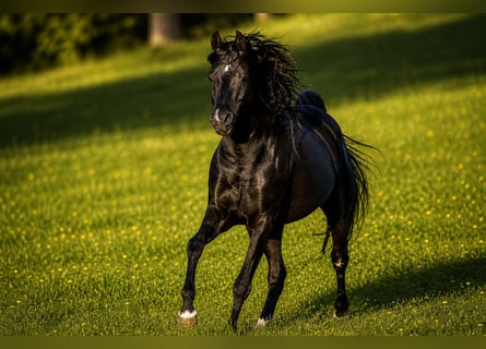 Vollblutaraber, Hengst, 13 Jahre, 158 cm, Rappe