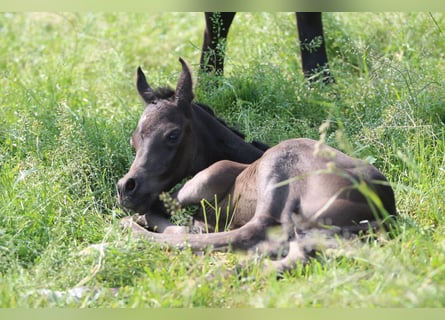 Vollblutaraber, Hengst, 1 Jahr, 153 cm