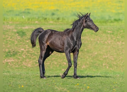 Vollblutaraber, Hengst, 1 Jahr, 153 cm, Rappe
