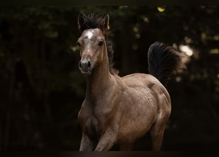 Vollblutaraber, Hengst, 1 Jahr, 154 cm, Schimmel