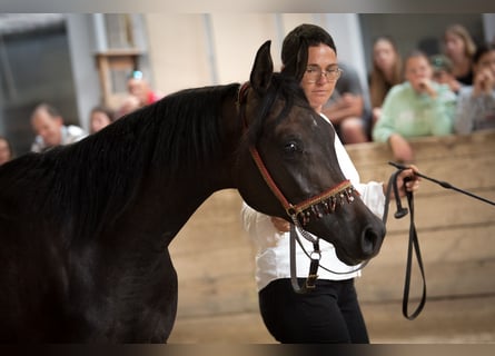 Vollblutaraber, Hengst, 1 Jahr, 154 cm