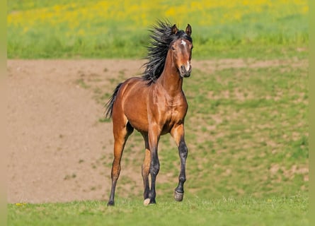 Vollblutaraber, Hengst, 1 Jahr, 155 cm, Brauner