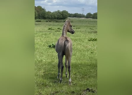 Vollblutaraber, Hengst, 1 Jahr, 155 cm, Braunfalbschimmel