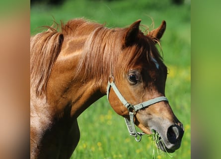 Vollblutaraber, Hengst, 1 Jahr, 155 cm, Fuchs