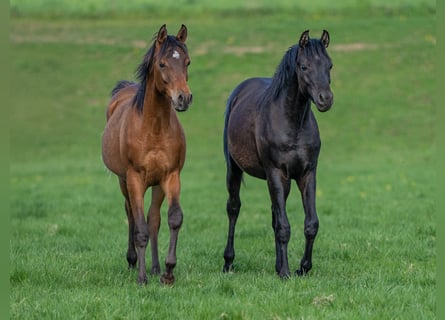 Vollblutaraber, Hengst, 1 Jahr, 155 cm, Rappe
