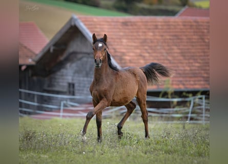 Vollblutaraber, Hengst, 1 Jahr, 158 cm, Dunkelbrauner