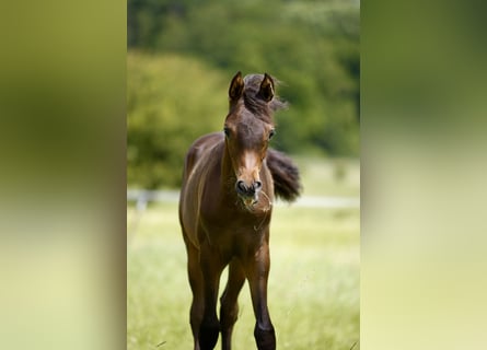 Vollblutaraber, Hengst, 1 Jahr, 160 cm, Dunkelbrauner