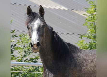 Vollblutaraber, Hengst, 1 Jahr, Schimmel