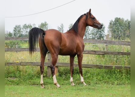 Vollblutaraber, Hengst, 2 Jahre, 152 cm, Brauner
