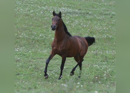 Vollblutaraber, Hengst, 2 Jahre, 155 cm, Brauner