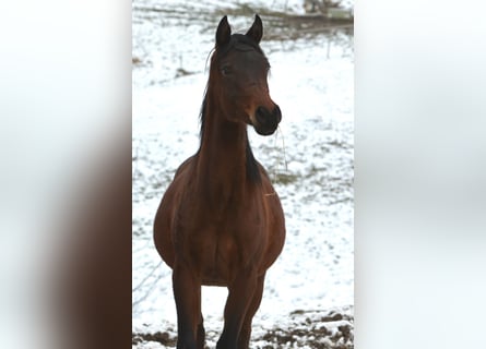 Vollblutaraber, Hengst, 2 Jahre, 155 cm