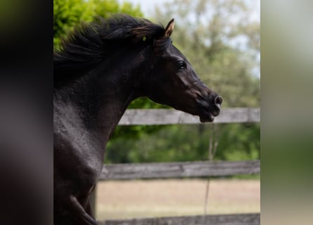 Vollblutaraber, Hengst, 2 Jahre, 155 cm, Rappe