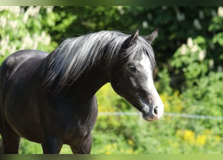 Vollblutaraber, Hengst, 2 Jahre, 155 cm, Rappschimmel