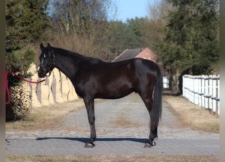 Vollblutaraber, Hengst, 2 Jahre, 159 cm, Rappe