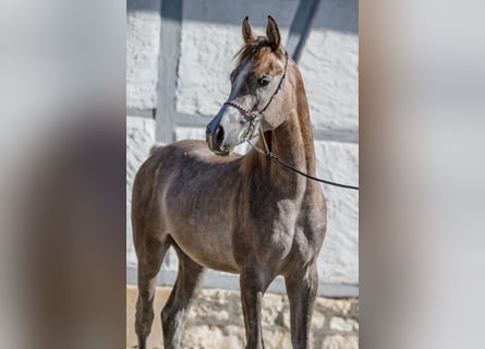 Vollblutaraber, Hengst, 2 Jahre, Kann Schimmel werden