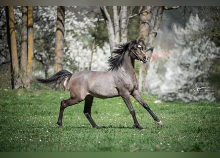 Vollblutaraber, Hengst, 2 Jahre, Schimmel