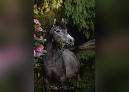 Vollblutaraber, Hengst, 3 Jahre, 148 cm, Fliegenschimmel