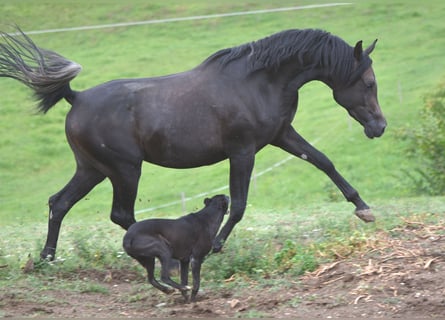 Vollblutaraber, Hengst, 3 Jahre, 153 cm, Schimmel