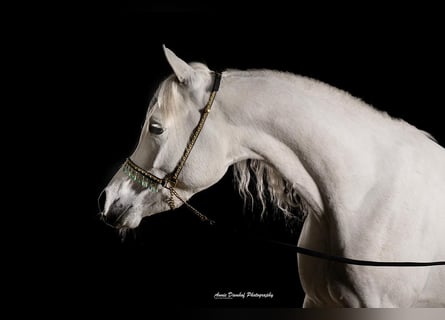 Vollblutaraber, Hengst, 3 Jahre, 154 cm