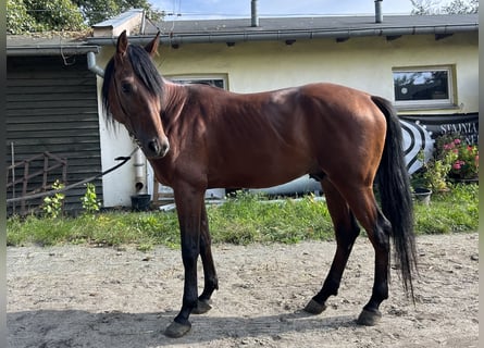 Vollblutaraber, Hengst, 3 Jahre, 159 cm, Brauner