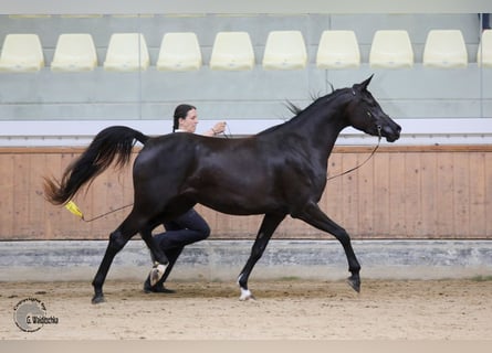 Vollblutaraber, Hengst, 3 Jahre, Brauner