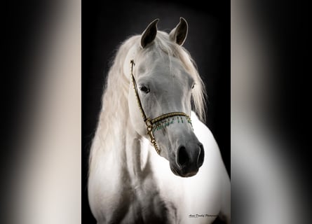 Vollblutaraber, Hengst, 3 Jahre