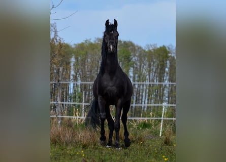 Vollblutaraber, Hengst, 3 Jahre, Rappe