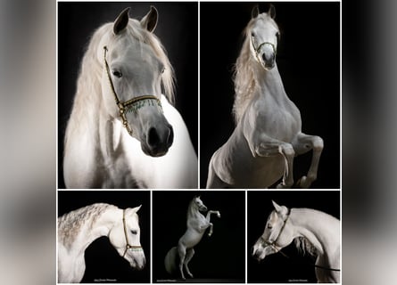 Vollblutaraber, Hengst, 3 Jahre, Schimmel