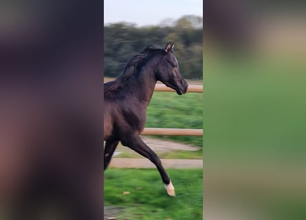 Vollblutaraber, Hengst, 6 Jahre, Rappe