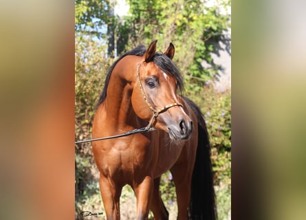 Vollblutaraber, Hengst, 7 Jahre, Brauner