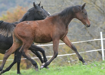 Vollblutaraber, Hengst, Fohlen (03/2023), 153 cm, Brauner