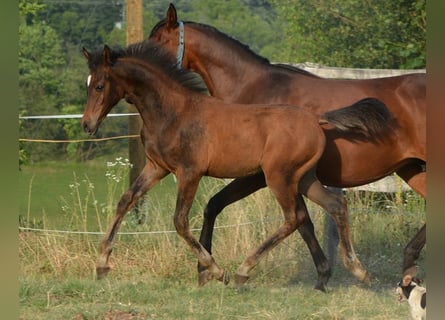 Vollblutaraber, Hengst, , 153 cm, Brauner