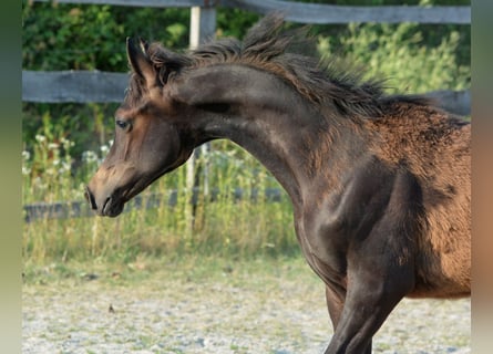 Vollblutaraber, Hengst, , 153 cm, Dunkelbrauner