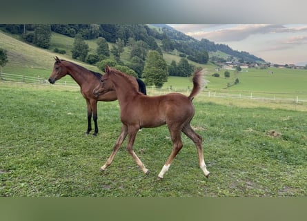 Vollblutaraber, Hengst, , 154 cm, Fliegenschimmel