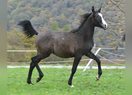Vollblutaraber, Hengst, Fohlen (03/2023), 155 cm, Schimmel