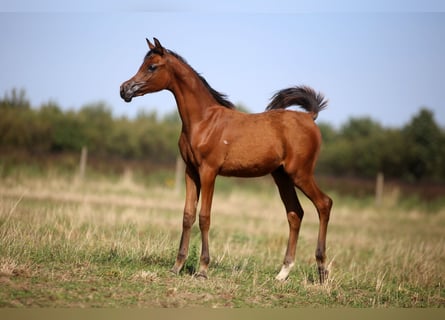 Vollblutaraber, Hengst, Fohlen (04/2026), 157 cm, Brauner
