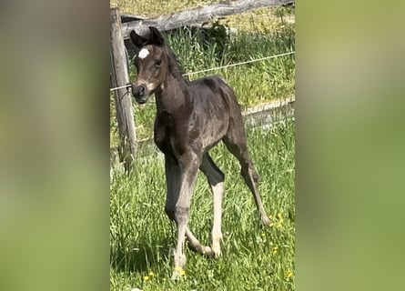 Vollblutaraber, Hengst, , 157 cm, Rappe