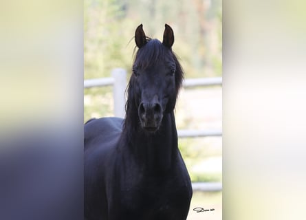 Vollblutaraber, Hengst, 13 Jahre, 152 cm, Rappe