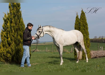 Vollblutaraber, Hengst, 6 Jahre, 156 cm, Schimmel