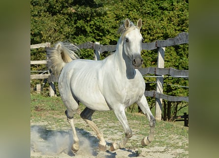 Vollblutaraber, Stute, 10 Jahre, 152 cm, Schimmel