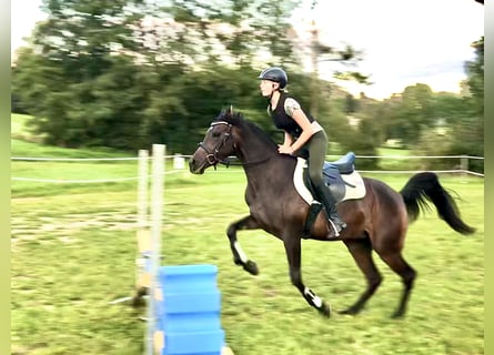 Vollblutaraber, Stute, 10 Jahre, 153 cm, Brauner