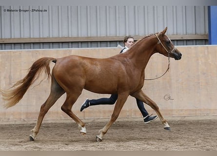 Vollblutaraber, Stute, 10 Jahre, 153 cm, Fuchs