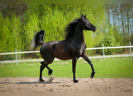 Vollblutaraber, Stute, 11 Jahre, 149 cm, Rappe