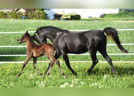 Vollblutaraber, Stute, 11 Jahre, 152 cm, Rappe
