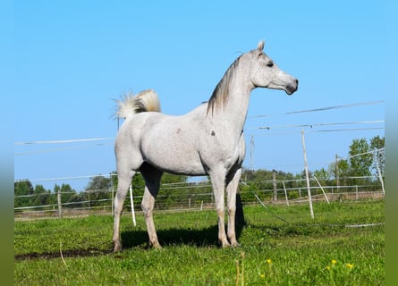 Vollblutaraber, Stute, 12 Jahre, 152 cm, Schimmel