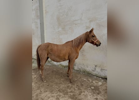 Vollblutaraber, Stute, 13 Jahre, 145 cm, Fuchs