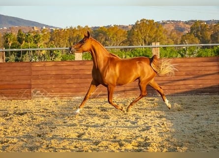 Vollblutaraber, Stute, 14 Jahre, 154 cm, Fuchs