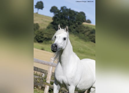 Vollblutaraber, Stute, 15 Jahre, 154 cm, Fliegenschimmel