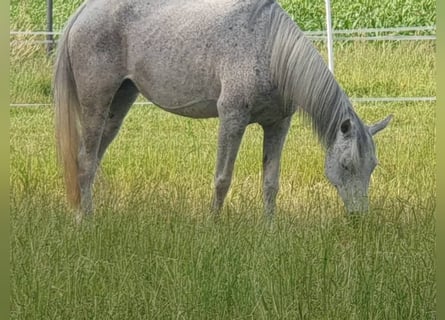 Vollblutaraber, Stute, 16 Jahre, 153 cm, Fliegenschimmel
